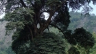 tree-in-karst-landscape---C.JPG